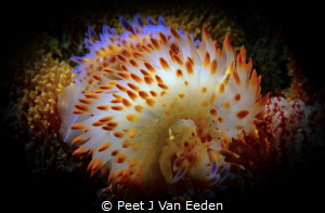 It takes two to tango

Blue and Yellow gas flame nudibr... by Peet J Van Eeden 